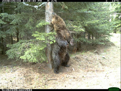 Bear