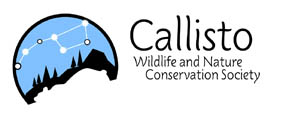 Callisto