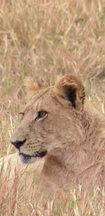lion lying down