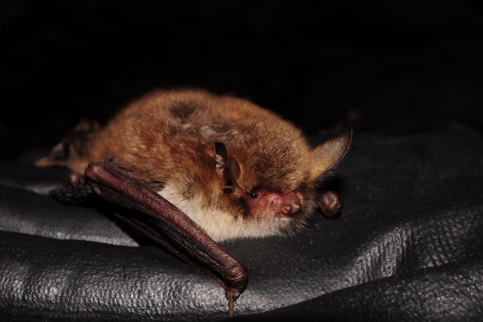 Click on the image to go to the Natterer's Bats and Churches Research Project Website The natterer's bats and churches website home