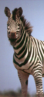 a zebra