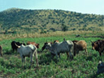 Cattle