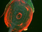 Microscope image of fluorescent trypanosomes in tsetse fly proventriculus