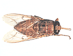 Tsetse fly