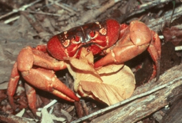 Christmas Island red crab, Gecarcoidea natalis
