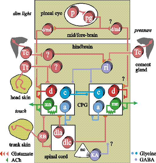Simplified neuron diagram