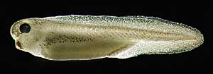 hatchling tadpole