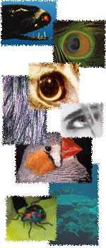 Collage of images of eyes and animal colour patterns.