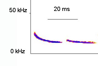 spectrogram