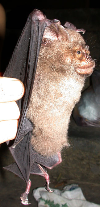 Hipposideros armiger