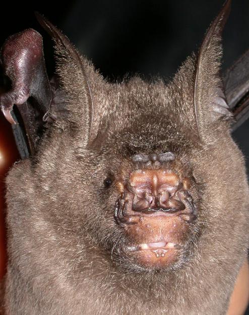 Hipposideros armiger