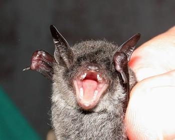 Myotis ater