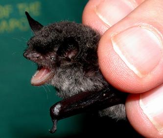 Myotis ater