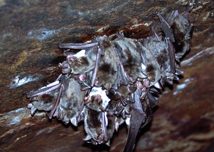 Myotis chinensis