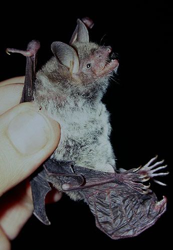 Myotis pequinius