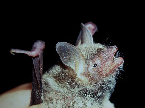 Myotis pequinius