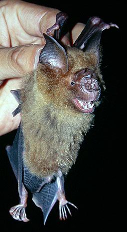 Hipposideros pratti