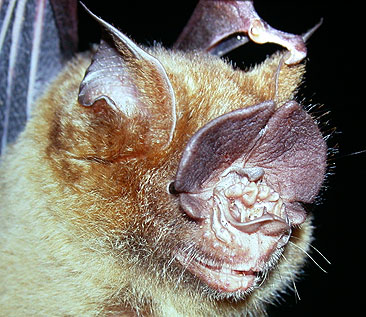 Hipposideros pratti