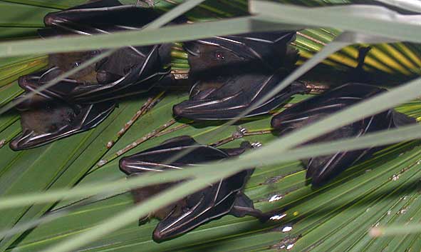 Cynopterus roost