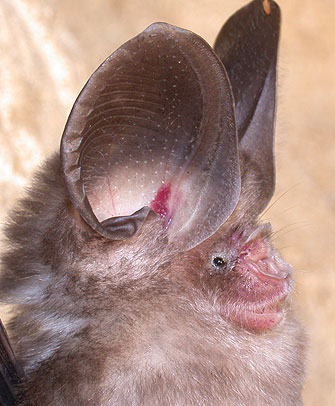 Hipposideros pomona