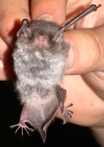 Myotis laniger