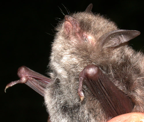 Myotis laniger