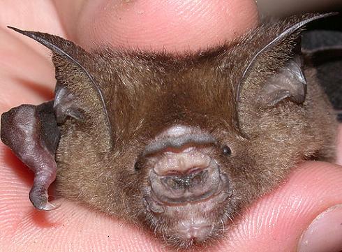 Hipposideros larvatus