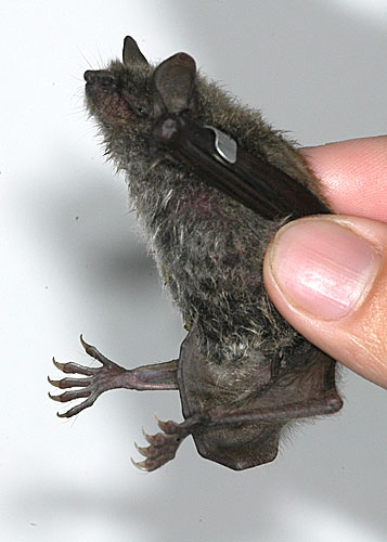 Myotis dasycneme