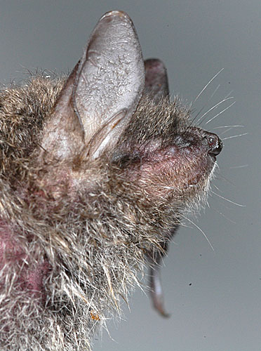 Myotis dasycneme