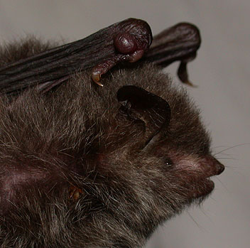 Myotis siligorensis