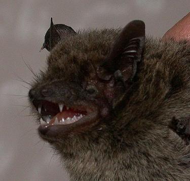 Pipistrellus abramus