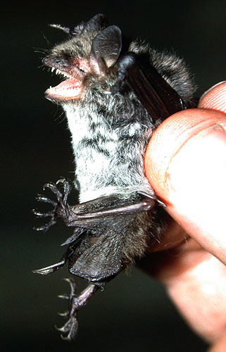 Myotis petax