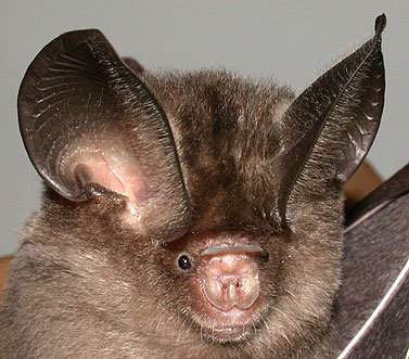 Hipposideros pomona