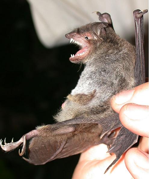 Myotis ricketti