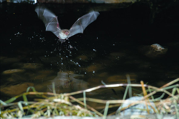 Myotis ricketti catching fish