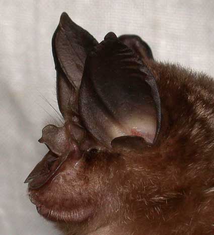 Rhinolophus sinicus