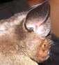 Hipposideros larvatus