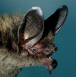 Myotis altarium