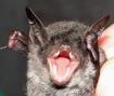 Myotis ater