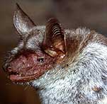 Myotis blythii