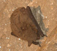 Myotis adversus