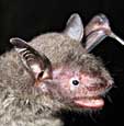 Myotis chinensis