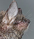 Myotis dasycneme