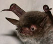 Myotis fimbriatus