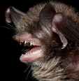 Myotis siligorensis