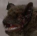 Pipistrellus abramus