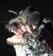 Myotis petax