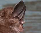 Rhinolophus osgoodi