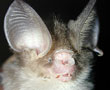 Hipposideros cineraceus