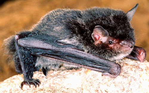 Myotis muricola